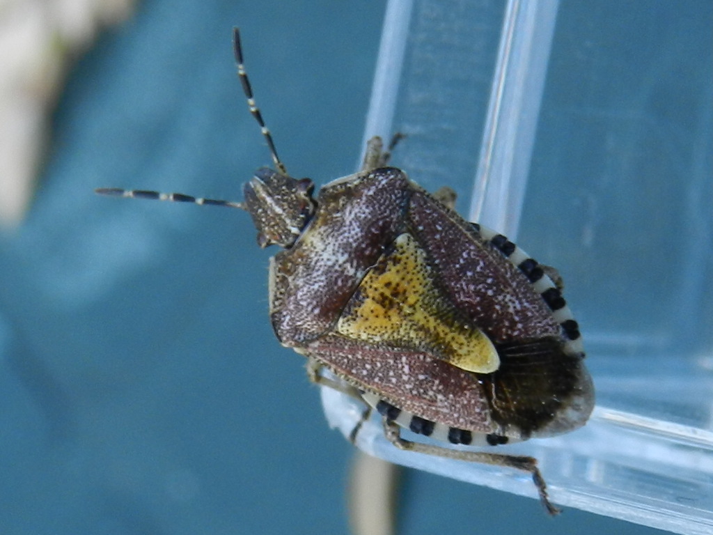 Famigliola di pentatomidae